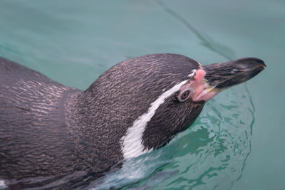 Close-up of duck swimming in lake