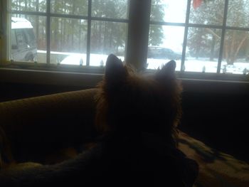 Close-up of dog on window