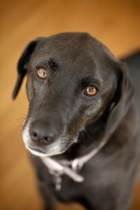 Close-up portrait of black dog