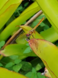 Close-up of insect on leaf
