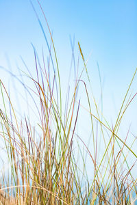 Close-up of wheat growing on field against clear sky