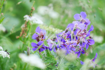 Close-up of purple flowering plant in field