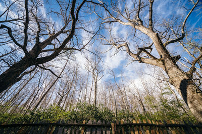 Low angle view of bare trees against sky