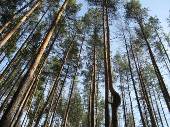 Low angle view of bamboo trees in forest