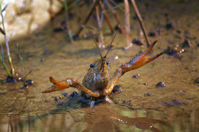 Close-up of insect on sea