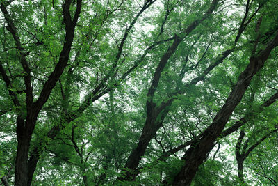 Low angle view of bamboo trees in forest