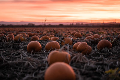 Close-up of eggs on field against sky during sunset