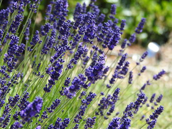 Close-up of purple flowering plant on field