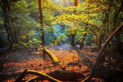 Trees in forest during autumn