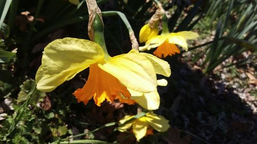 Close-up of yellow flowers