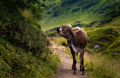 Horse standing on field