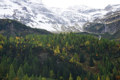 Scenic view of forest against sky