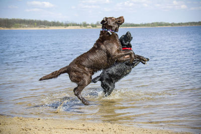 Full length of a dog running in water