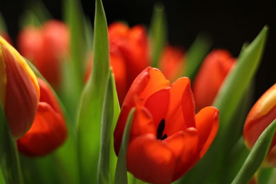 Close-up of orange day lily blooming outdoors