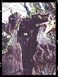 Woman with trees in background