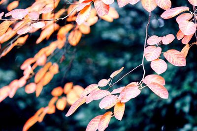 Close-up of orange leaves on tree