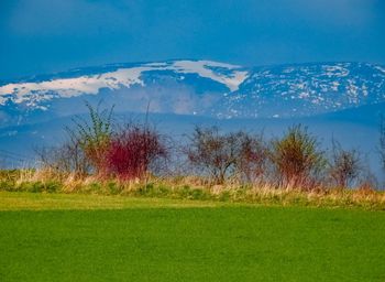 Scenic view of field against blue sky