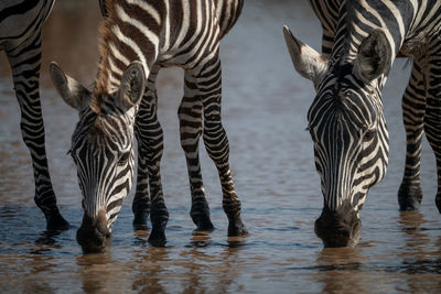 Close-up of plains zebra drinking from stream