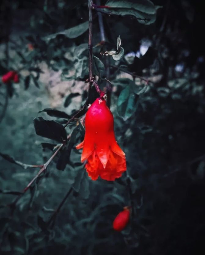 this is my first photography.... this decent picture click by Samsung galaxy j7. let's show your love on my first post... you can follow my Instagram account @success_killer399..... Close-up Entertainment Firework - Man Made Object Snow Covered Snowcapped Rose Hip Bauble Icicle Fall Leaves Isolated Color Berlin Photo Week - Flash Brief 1 - A World Of View