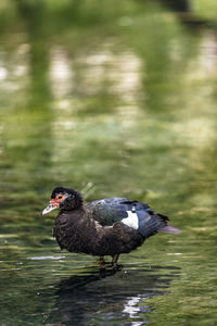 Duck swimming in lake