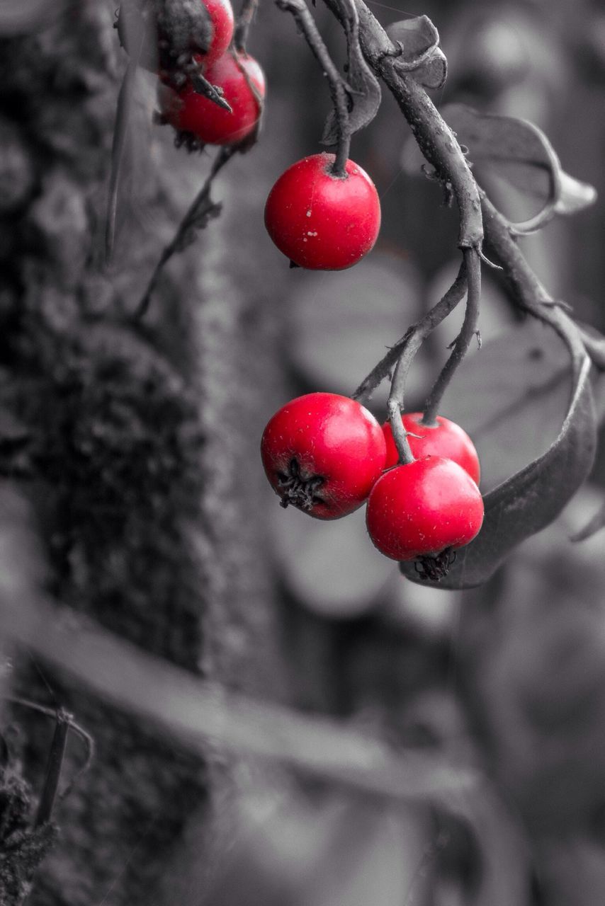 red, fruit, food and drink, hanging, cherry, focus on foreground, close-up, tree, branch, berry fruit, freshness, healthy eating, food, ripe, selective focus, no people, day, outdoors, berry, twig