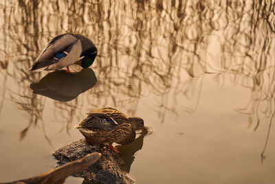 Close-up of a bird