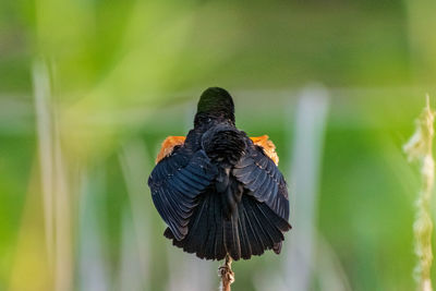 Close-up of bird perching on leaf