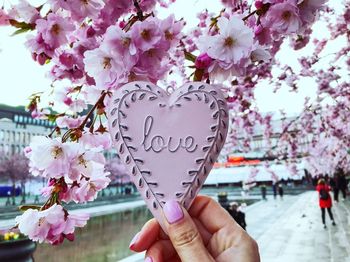 Close-up of hand holding cherry blossoms