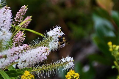 Close-up of bee on flower