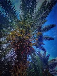 Low angle view of palm trees against blue sky