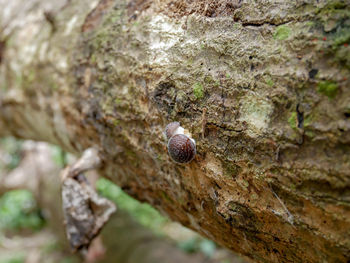 Close-up of snail on tree trunk