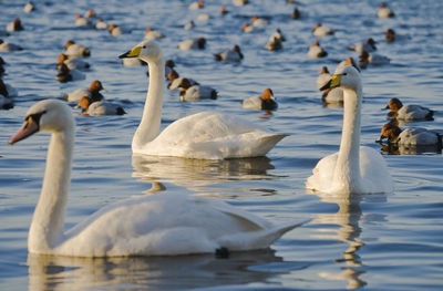 Swans swimming in lake