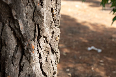 Close-up of tree trunk