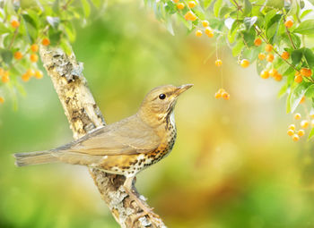 Close-up of a bird perching on branch