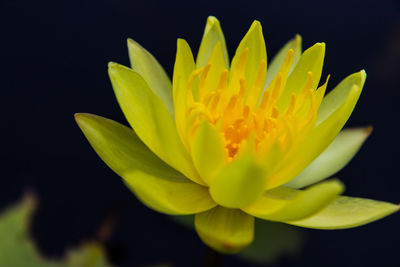 Close-up of yellow flower against black background