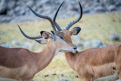 Deer in a field