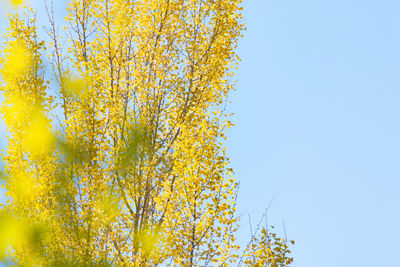 Low angle view of yellow tree against sky