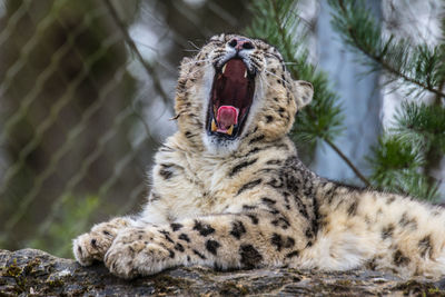 Snow leopard yawning in zoo
