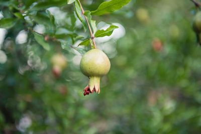 Close-up of fruits on tree