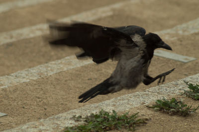 Side view of a bird flying