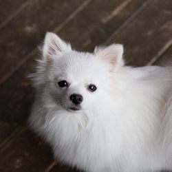 Close-up portrait of white dog