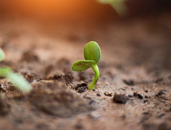 Close-up of plant growing on field