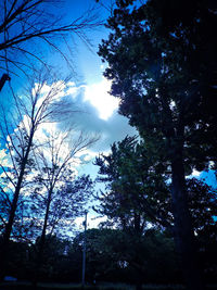 Low angle view of trees against blue sky