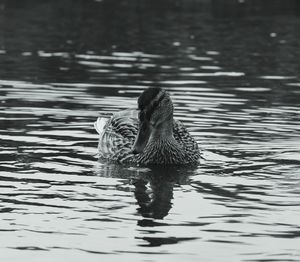 Close-up of swan swimming on lake