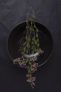 High angle view of small potted plant