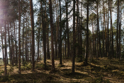 Pine trees in forest against sky