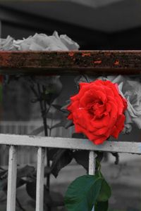 Close-up of red flower