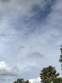 Low angle view of tree against sky