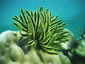 Close-up of plant in sea