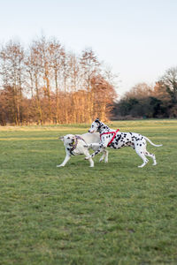 Dog on field against sky